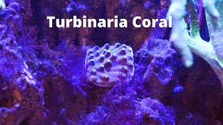 Turbinaria Coral Care [upl. by Philan336]