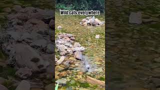 Wild cats everywhere wildcats catvideos beautifulcats cats viral [upl. by Cavuoto]