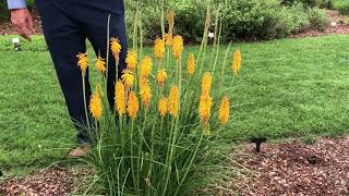 In the Garden with Dave Kniphofia [upl. by Gladys739]