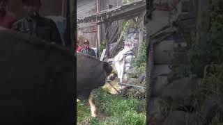 SAPI PETANI LAMA GAK KELUAR KANDANG [upl. by Assiron]