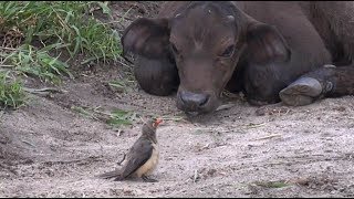 SafariLive Feb 22 Oxpeckers Buffalo and a lot of ticks [upl. by Fonzie]