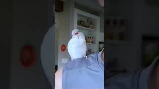 Cute birdies 😍😍😍 funny art comedy birds [upl. by Sutherlan]