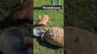 Tortoise Meets the Rabbit Who Wins in a race pets rabbit tortoise fatherhood [upl. by Tonjes]