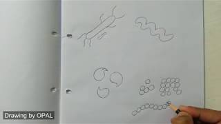 Biology Practical copy Bacteria [upl. by Zilvia35]