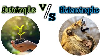 Difference Between Autotrophs amp Heterotrophs For Class 10 [upl. by Mychal938]