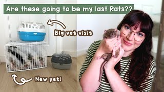 Are these going to be my last Rats  VLOG [upl. by Yrak]