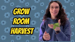 Grow Room Update and Trimming Onions Seedlings [upl. by Mahoney]