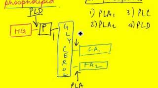 Signal Transduction 30 Phospholipases [upl. by Mari932]