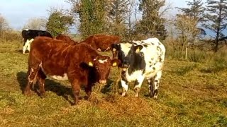 First frost of the season outwintering cattle in Ireland the regenerative farming way [upl. by Ruhtracam]