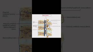 Batson’s vertebral venous plexus [upl. by Eniladam]