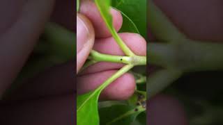 How to differentiate karamu from karamu botany newzealand [upl. by Anuahsal]