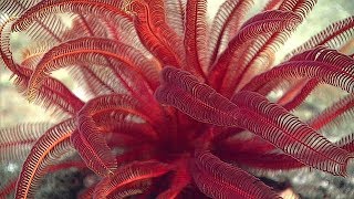 Facts The Feather Star [upl. by Eniak]