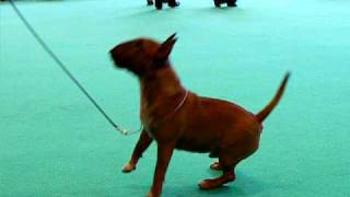 English Bull Terriers Crufts 09 [upl. by Eeresed735]