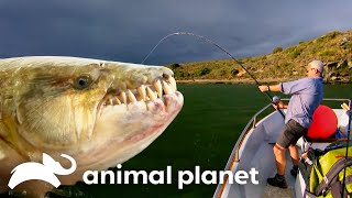 Jeremy Wade’s Deadliest River Predators  River Monsters  Animal Planet [upl. by Wailoo]