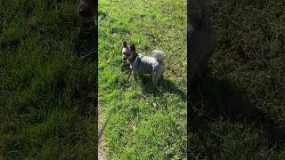 Echo loves to bark during Walks 😂😂❤️ yorkie yorkiesofyoutube yorkies yorkshireterrier fyp [upl. by Aicilyt]