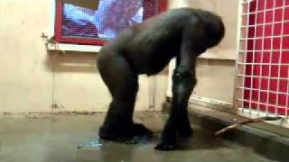 Break Dancing Gorilla  get it on the floor [upl. by Proulx]