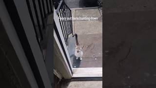 Your landlord collect rent cat funnyvideo funnyshorts funny [upl. by Neelhtak]