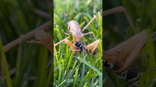 Praying mantis vs wasp😈😱bugs nature insects insectbehavior prayingmantis wasp [upl. by Eidda]