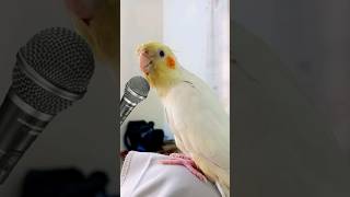 Adorable Cockatiel Milo has learnt New Song 🎶🥰 cockatielscraze [upl. by Waligore]