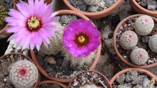 Echinocereus reichenbachii complex [upl. by Verlie117]