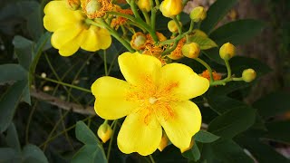 kinihiriya tree Cochlospermum religiosum [upl. by Einahpets]