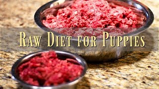 Cane Corso puppies first raw food diet [upl. by Luba985]