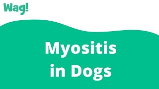 Myositis in Dogs  Wag [upl. by Cox]