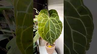 Антуриум Кристаллинум Anthurium crystallinum houseplants plantlover plants [upl. by Kristy60]