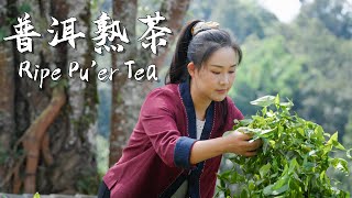 Jingmai Puer Tea — The Heritage of Yunnans ThousandYear Tea Culture【滇西小哥】 [upl. by Benjamin234]