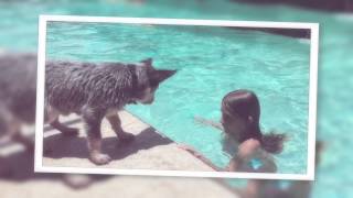 Amazing Australian Cattle Dog Playing in Pool [upl. by Acceber]