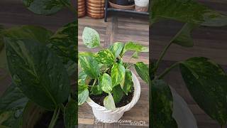 🪴45 Days Update of Saving a Dying Money Plant amp 3 Imp Tips for Growth plants indoorplants pothos [upl. by Gavra684]