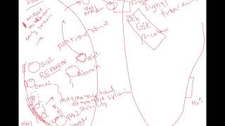 BIO409509 Wnt and Myc signaling pathway [upl. by Anwahsat652]