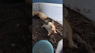 Rattlesnake eating hamster Crotalus scutulatus [upl. by Hose906]