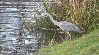 Czapla Siwa Ardea Cinerea nad Utratą w Komorowie [upl. by Sredna]