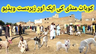 Top class dog market in pakistan kohat quotSpecial pakistani dogquot [upl. by Pelligrini379]