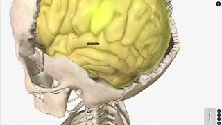 Meninges and the Types of Meningeal Hemorrhages [upl. by Sirovat]