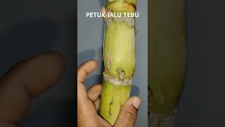 Petuk jalu tebu [upl. by Ddot]