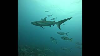 Black Tip Reef Sharks Belize 103124 [upl. by Rakel738]