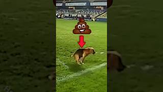 Funny Dog Plays in Professional Football football soccer sports shorts animals dog [upl. by Ecar]