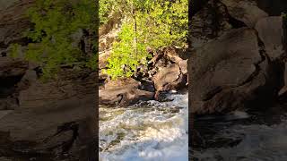 Hiking Trail View in Ontario Egan Chutes Provincial Park ontarionature bancroft shorts [upl. by Aynnat]