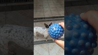 Bola azul da Pandora youtubeshorts [upl. by Dnarb659]