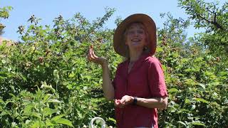 Listening to callings and sowing the seeds of activism Maggie Coon Methow at Home Legacy Project [upl. by Naerad]