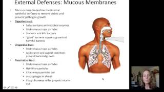 Lecture 19 Immune System [upl. by Aidaas]