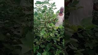 MY SEEDS PVT LTD HYD COTTON THAMASHA CONTACT NO 6303901516 [upl. by Noda530]