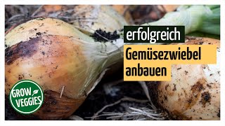 Zwiebel anbauen  Gemüsezwiebel Anbau 1kg pro Stück  Gemüseanbau im Garten Gartengemüsekiosk [upl. by Akieluz]