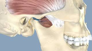Film prezentujący funkcję stawu skroniowożuchwowego  wwwnowoczesnafizjoterapiapl [upl. by Dulsea]