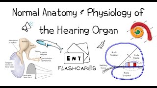 Normal Anatomy amp Physiology of the Hearing Organ [upl. by Calli408]