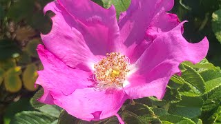 Beach Rose Rosa rugosa [upl. by Cesya]