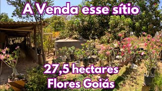 A Venda esse sítio de 275 hectares em Flores Goiás [upl. by Graubert]