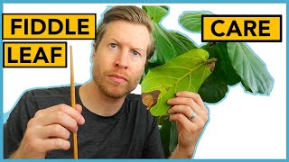 Fiddle Leaf Fig Care  Houseplant Howto Ep 18 [upl. by Eicyac]